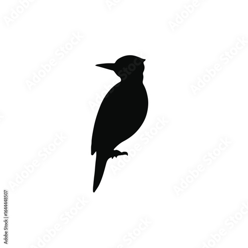 Black Woodpecker Illustration