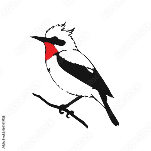 Vermilion Flycatcher Image
