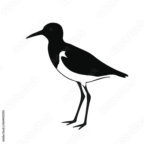Upland Sandpiper - Black