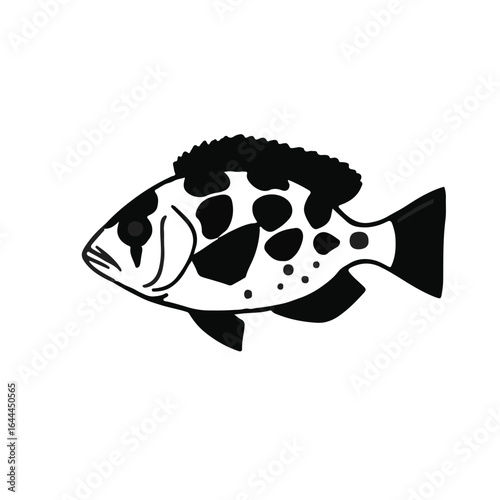 Black Uaru Cichlid