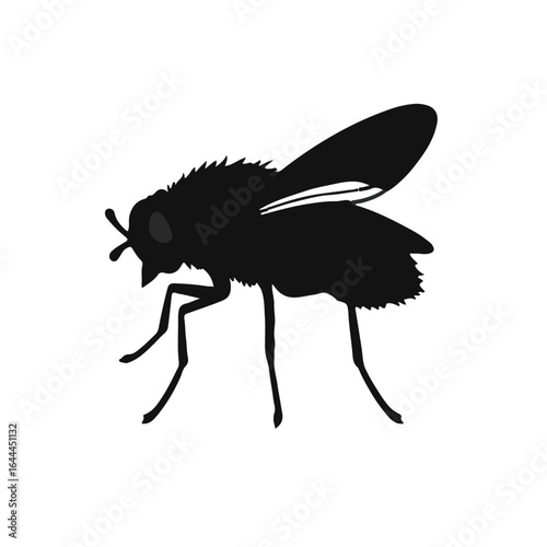 Tsetse Fly Animal