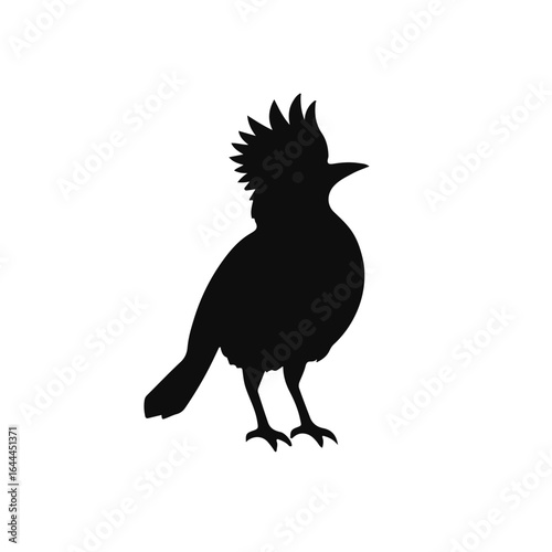 Black and White Towhee Animal