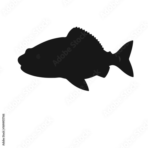 Black Tiger Trout Animal