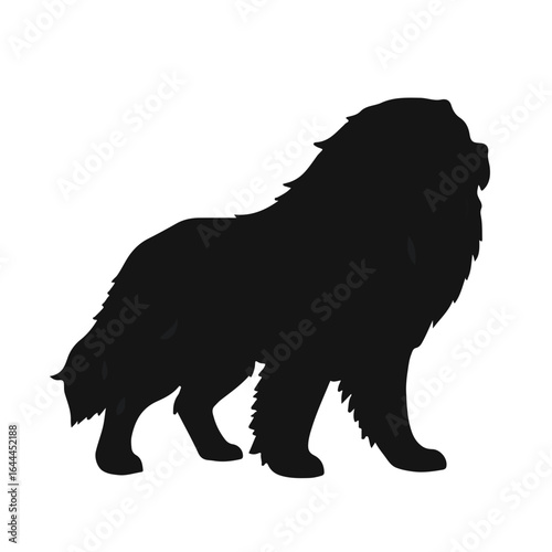 Black Tibetan Mastiff