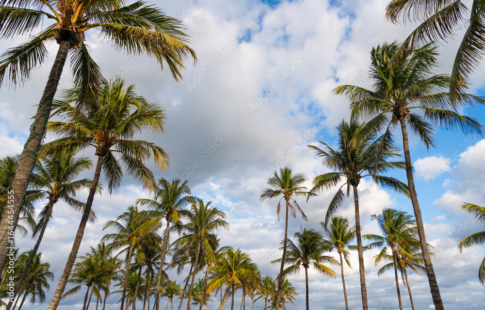 Fototapeta premium Summer vacation in Florida. Palm tree of California. Tropical beach in Miami. Tropical outdoor scene with palm tree. Tropical summer vacation. Exotic nature. Palm tree. Tropical palm grove