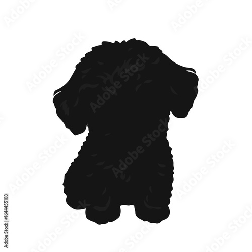 Black Teacup Poodle