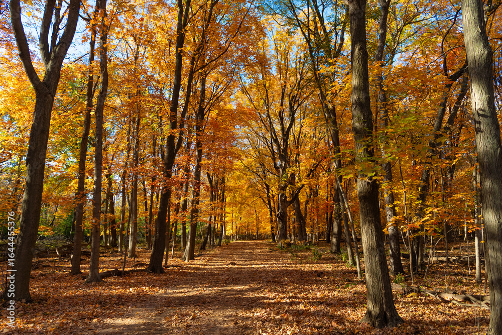 Naklejka premium Seasonal forest. Natural fallen leaves. Autumnal leaves on tree. Autumnal season nature. Bright color fall. Autumn chill weather. Autumn season. Fall leaves change color. Nature fall weather
