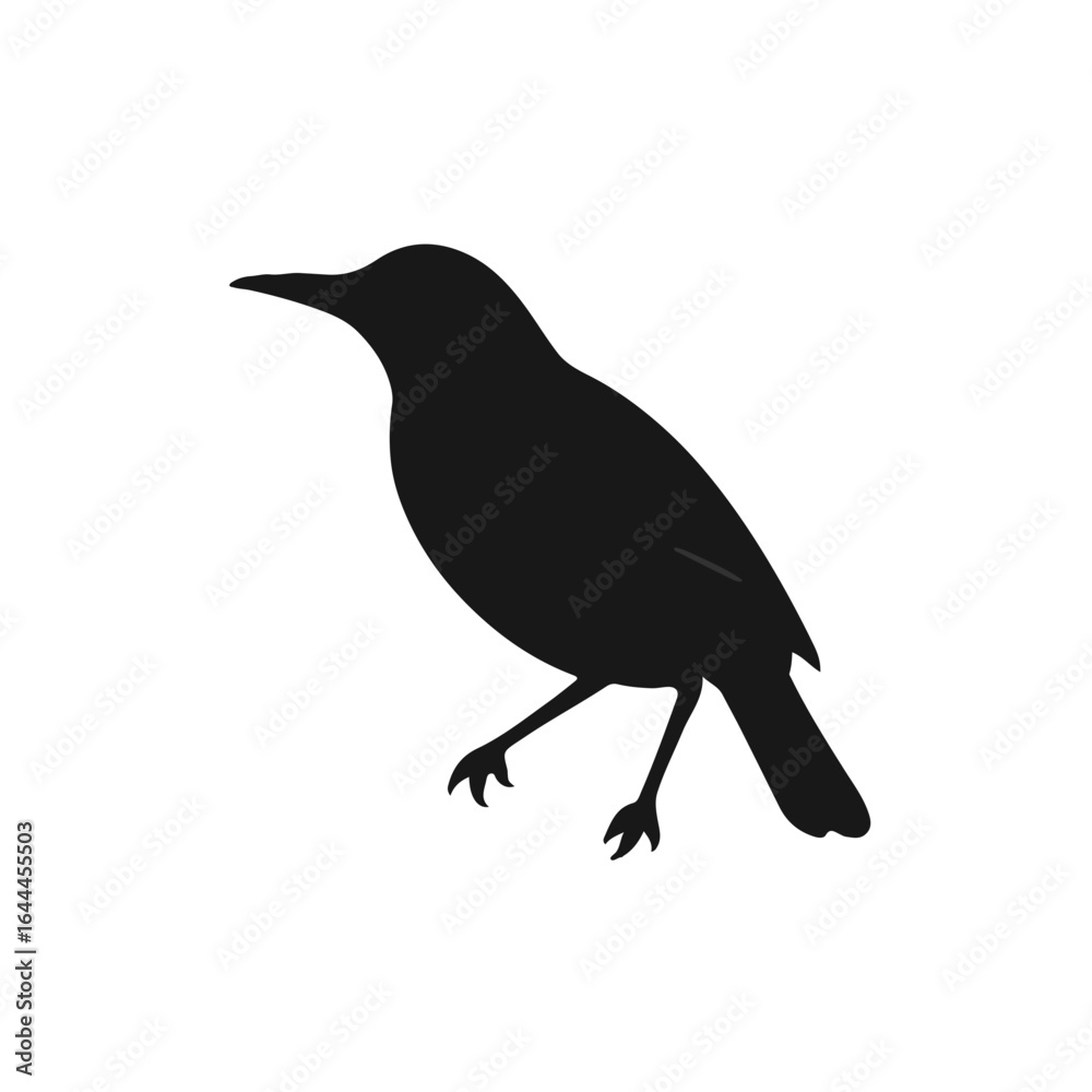 Obraz premium Black-and-White Thrush Bird
