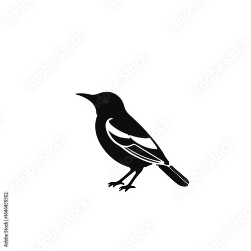 Black and White Thrush