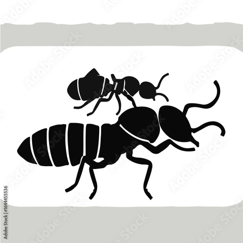 Black and White Termite
