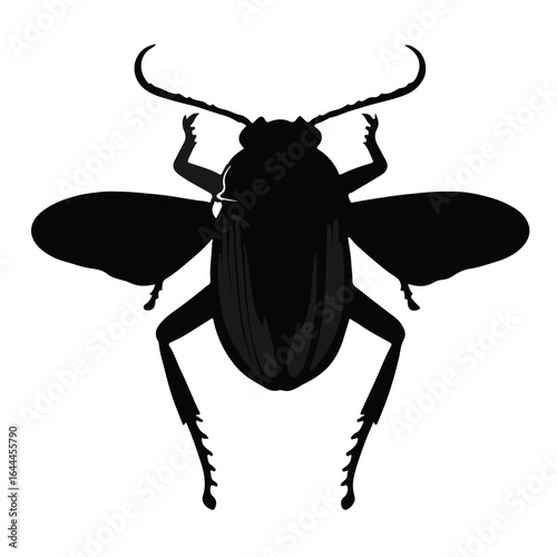 Bombardier Beetle Photograph