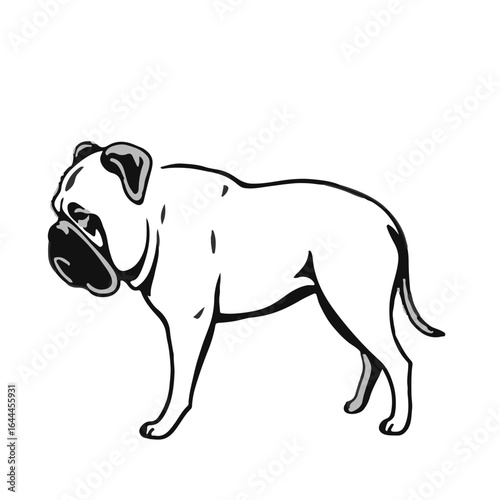Bullmastiff Pet Animal