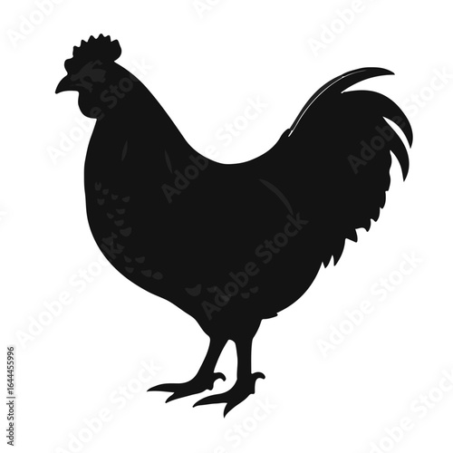 Buff Orpington Chicken Illustration