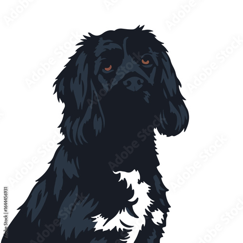 Blue Picardy Spaniel Puppy