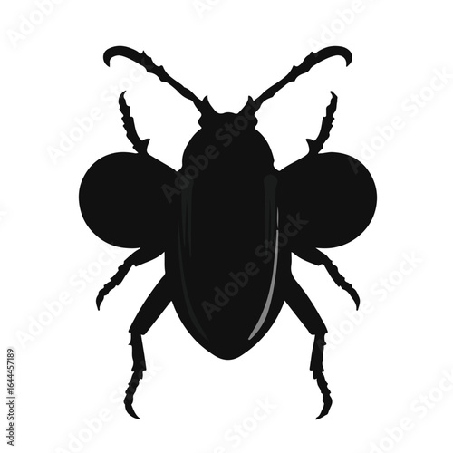 Blister Beetle Animal