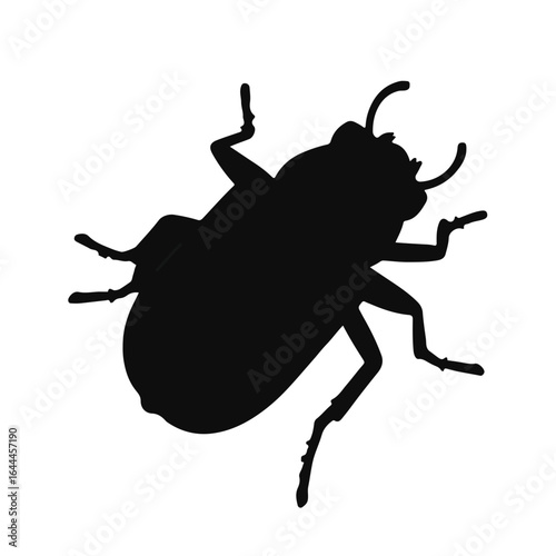 Blister Beetle Animal Illustration