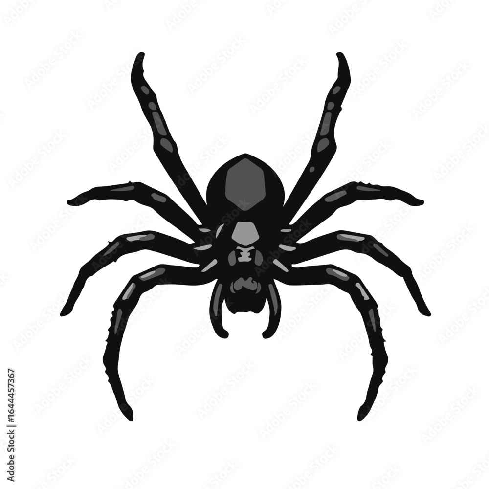 Obraz premium Black Widow Spider