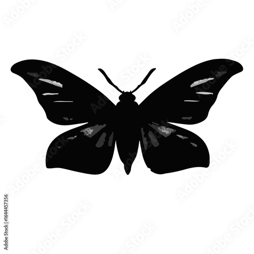 Black Witch Moth