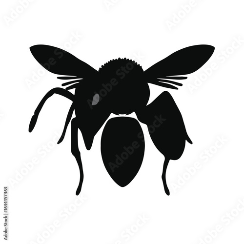 Black Wasp Animal