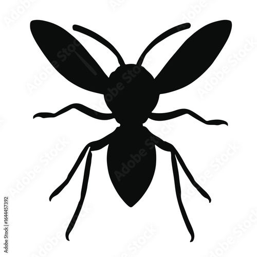 Black Wasp Animal