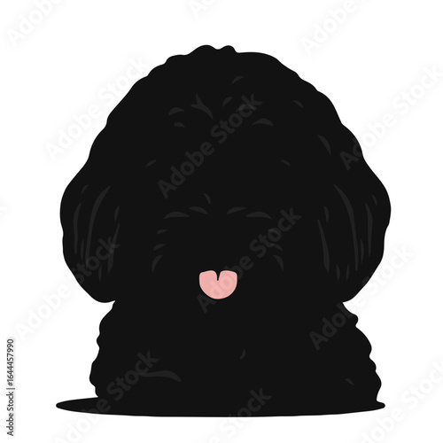 Black Border Collie