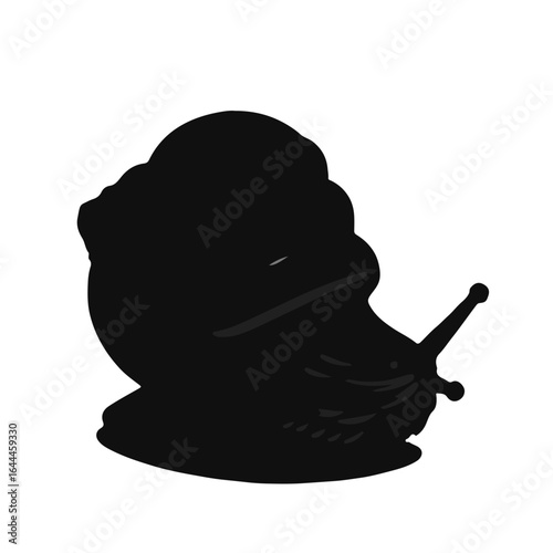 Black Cone-Snail Illustration