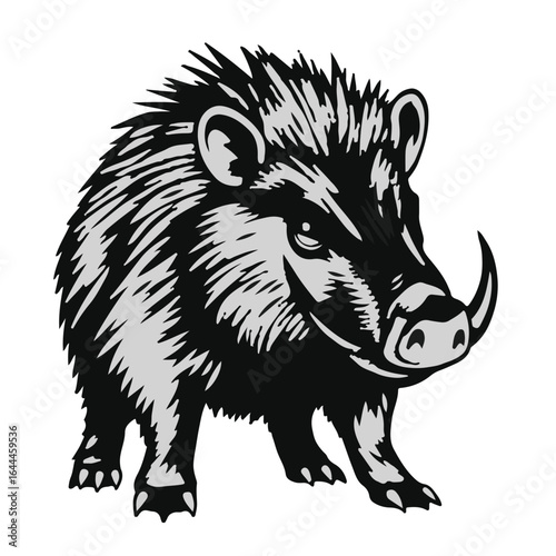 Collared Peccary Illustration