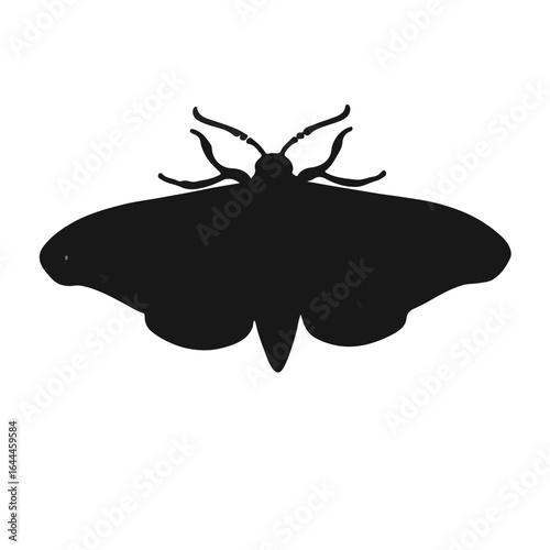 Codling Moth Insect