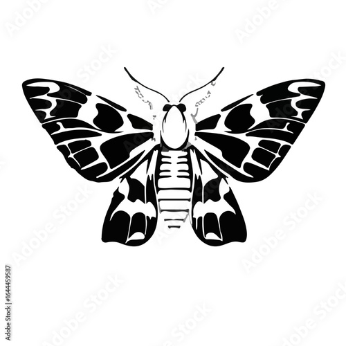Codling Moth Insect