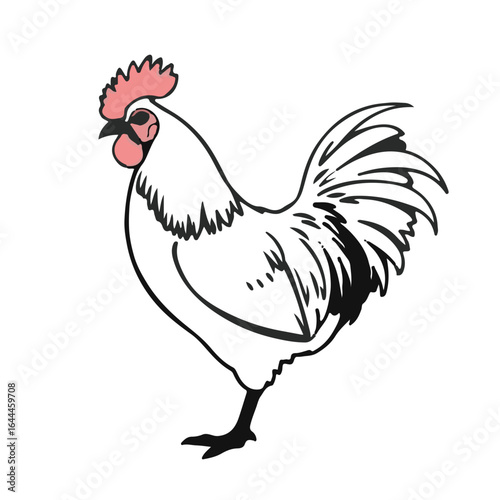 Cochin Chicken Illustration