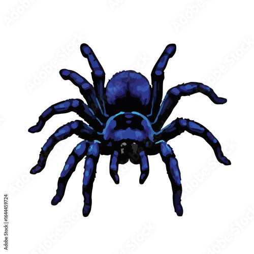Cobalt Blue Tarantula