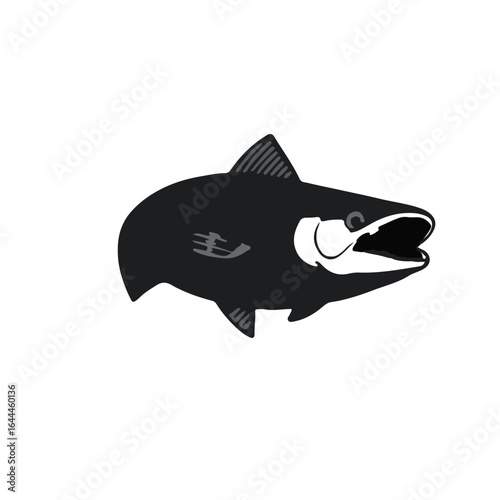 Chinook Salmon illustration