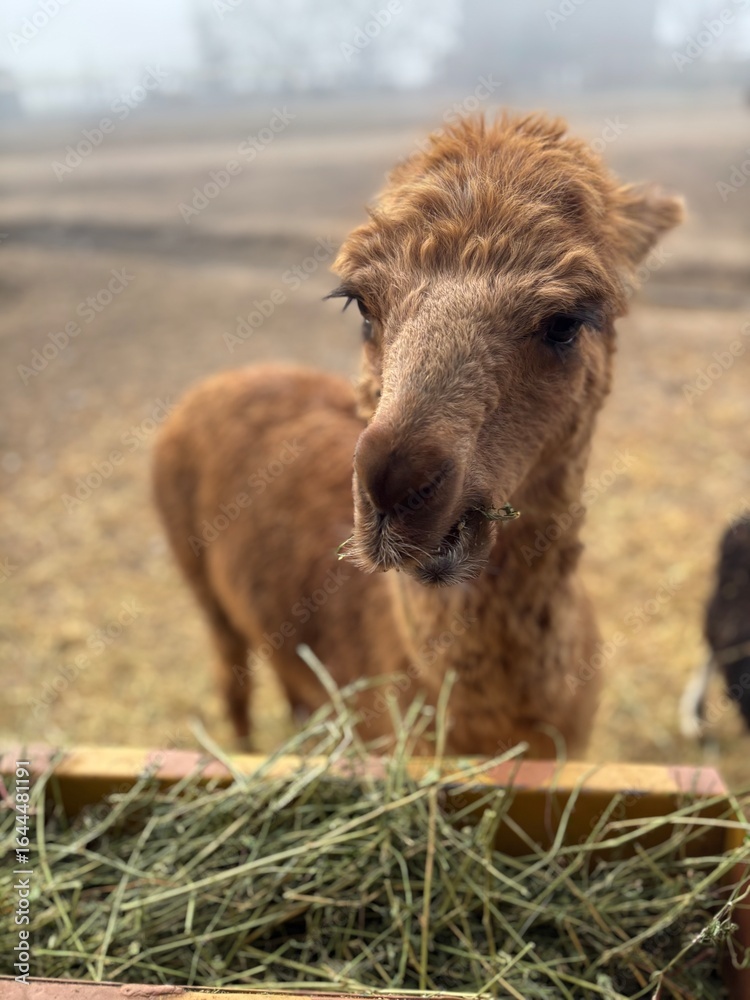 Fototapeta premium calf