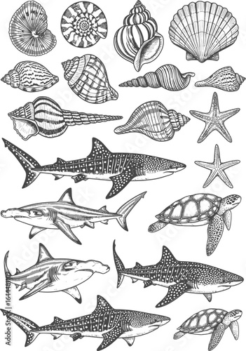 Detailed vintage illustration of various marine life including seashells starfish sharks and sea turtles in black and white