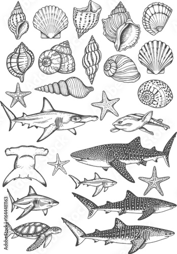 Collection of hand drawn nautical illustrations featuring various seashells sharks and starfish on a white background