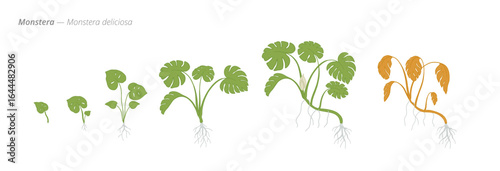 Monstera Deliciosa growth stages for care