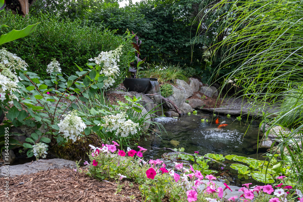 Koi pond with waterfall feature and summer sun loving plants and flowers Koi pond with waterfall feature and summer sun loving plants and flowers