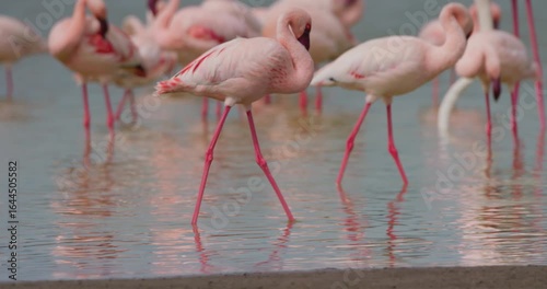 Wide gimbal tracking of flamboyance of Lesser flamingo (Phoenicopterus minor) walking in edge of water in afternoon in Kenya