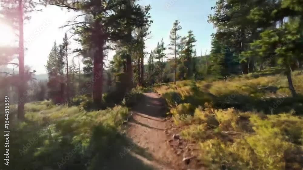 Scenic Trail Through a Dense Green Forest on a Sunny Day Offering Serenity and Natural Beauty for Outdoor Enthusiasts. Scenic Trail Through a Dense Green Forest on a Sunny Day Offering Serenity and Natural Beauty for Outdoor Enthusiasts.