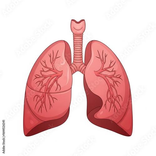 Lungs Organ Vector – Anatomy Diagram, Pulmonary System Illustration
