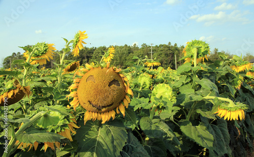 Wallpaper Mural Blooming sunflower on the sky background Torontodigital.ca