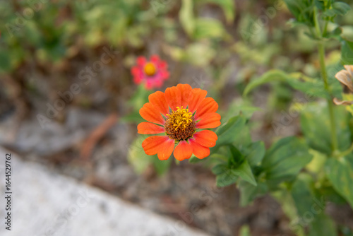 Vibrant orange zinnia vector illustration for t-shirt design graphic streetwear and urban style