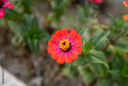 Vibrant photograph of a zinnia flower for botanical print wallpaper and natural garden style