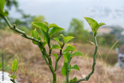 Photographic close-up of a green plant for nature inspired graphic design t-shirt or poster art