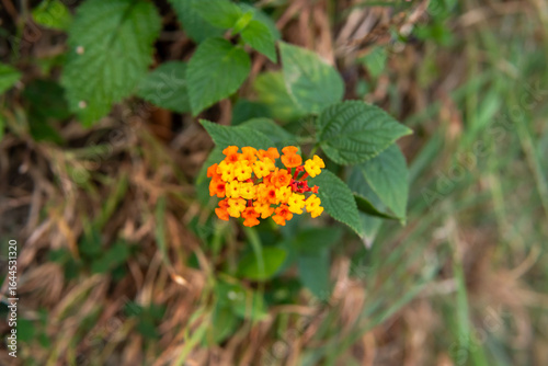Botanical lantana flower graphic illustration for t-shirt design and natural style print