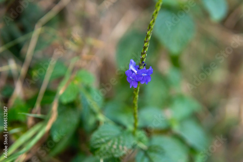 Macro photograph of a tiny purple wildflower for nature blog or botanical background natural style