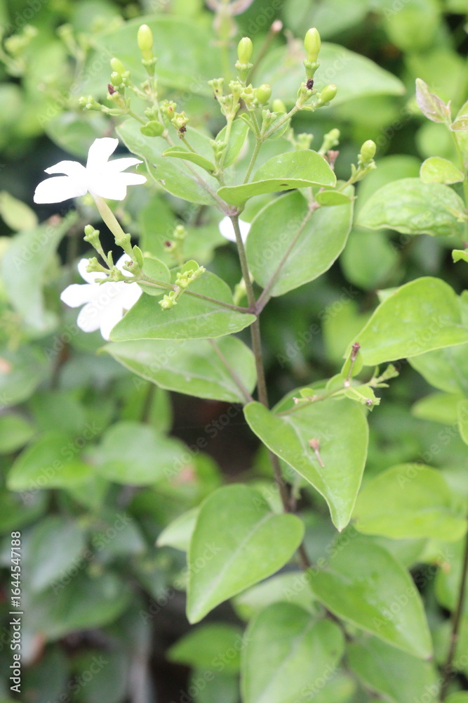 Water jasmine flower plant on pot in nursery Water jasmine flower plant on pot in nursery