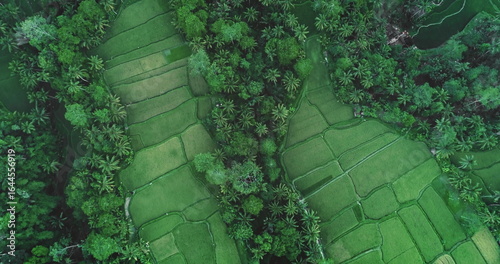 Lush green rice paddies separated by palm trees and tropical vegetation create a stunning aerial view in Ubud, Bali, Indonesia, a popular tourist destination known for its natural beauty