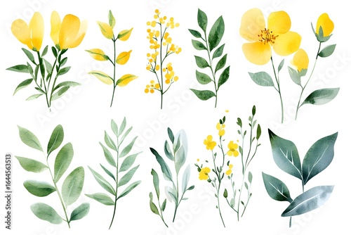 Watercolor yellow mimosa flowers and green leaves clip art set, on a white background, 