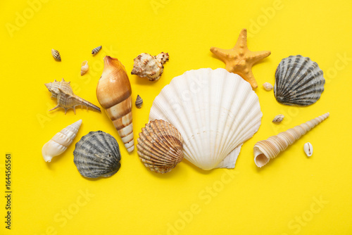 Many different sea shells o...
